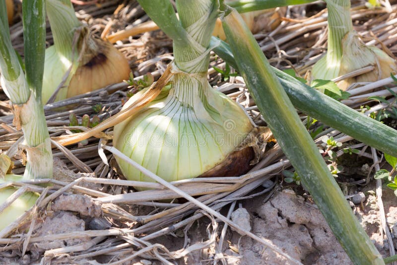 Onion in the Field Ready To Harvest Stock Photo Image of field, soil