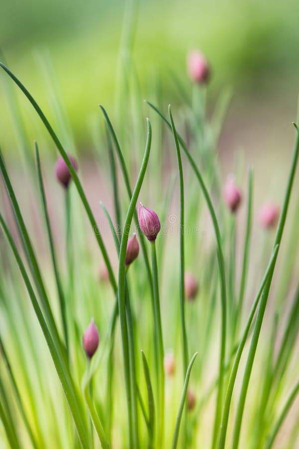 Onion flower buds stock photo. Image of close, beautiful 72770894