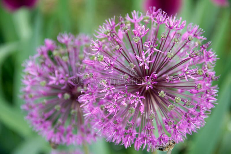 Onion flower decoration stock photo. Image of blossom 23072616