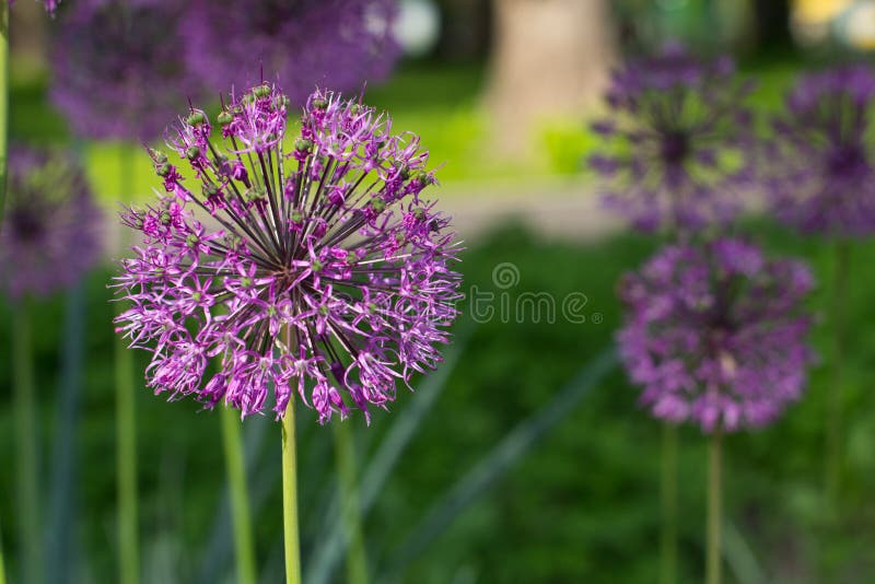 Onion flower decoration stock photo. Image of nature 40915624