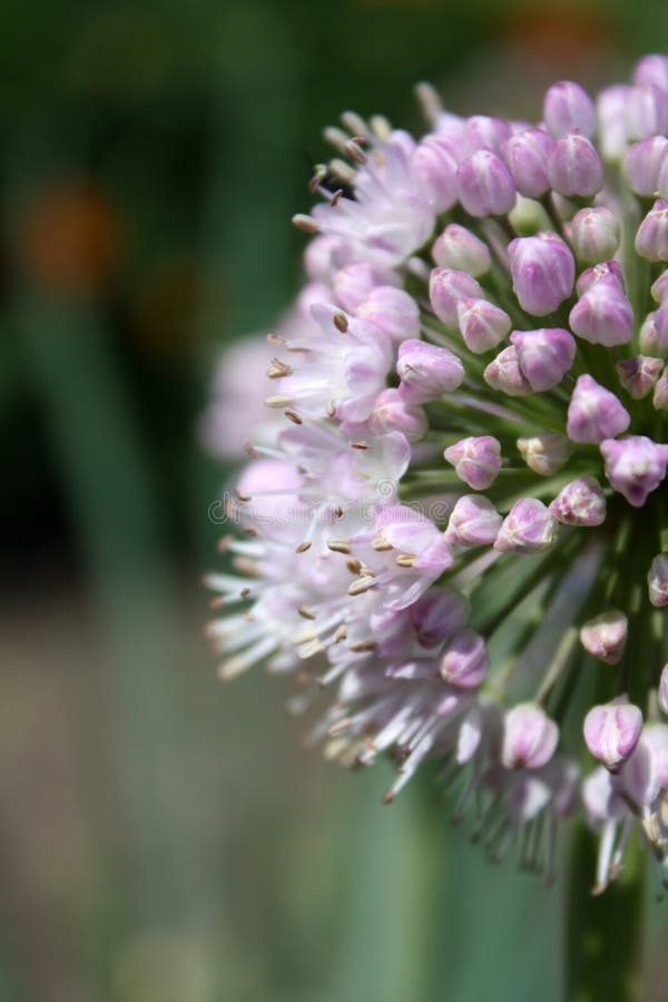 Onion flower stock photo. Image of natural, plant, beauty 101603152