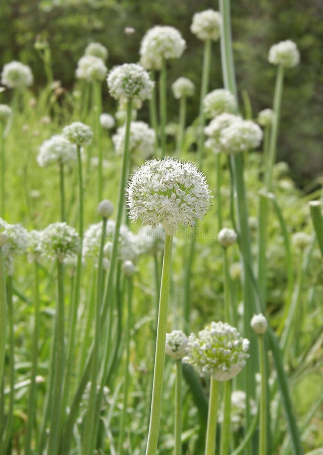 Onion Flower Stalks at Shallow Depth of Focus Stock Image Image of