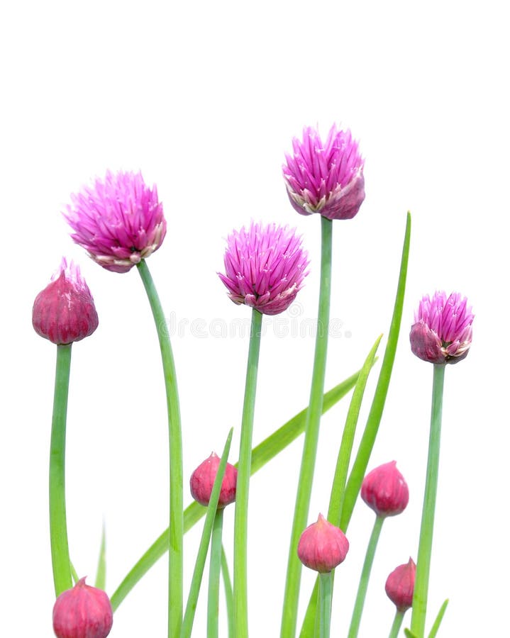 Onion flowers stock image. Image of purple, flower, stem 9717487
