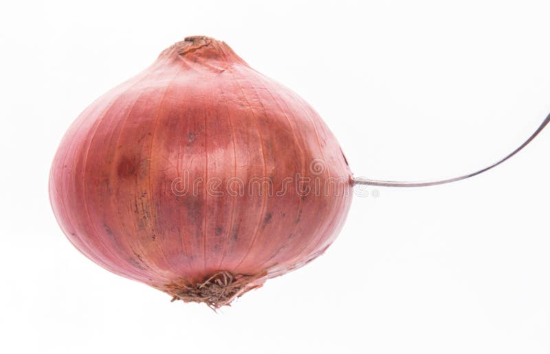 An onion and a fork over white background. An onion and a fork over white background