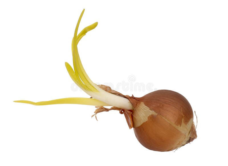 370 Onion Fridge Stock Photos Free & RoyaltyFree Stock Photos from