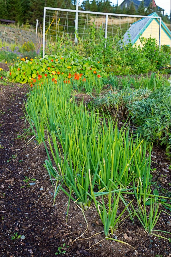 Vegetable Garden Onion Plants With Flower Stock Image Image of grass