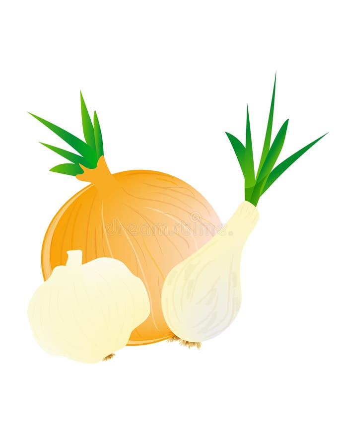 Onion and garlic stock vector. Illustration of healthy 25993105