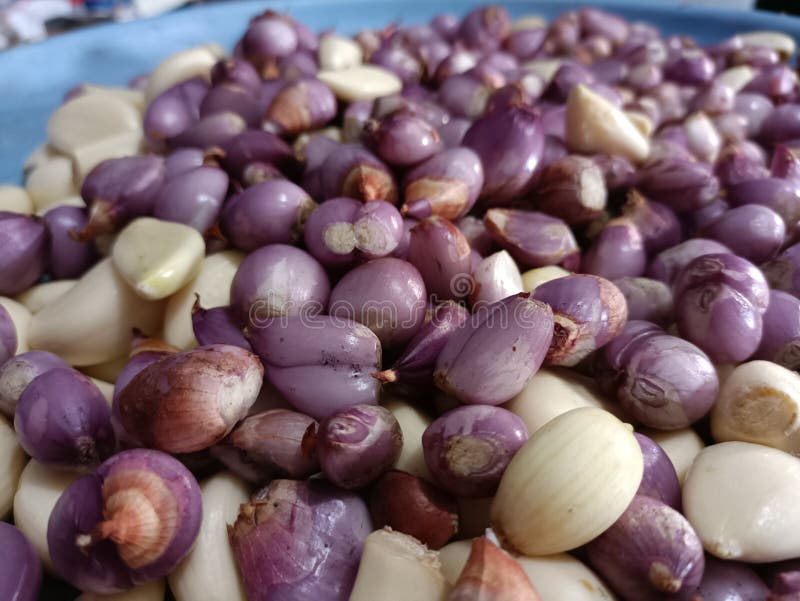 Onion garlic shallot stock photo. Image of violet, lilac 241477150