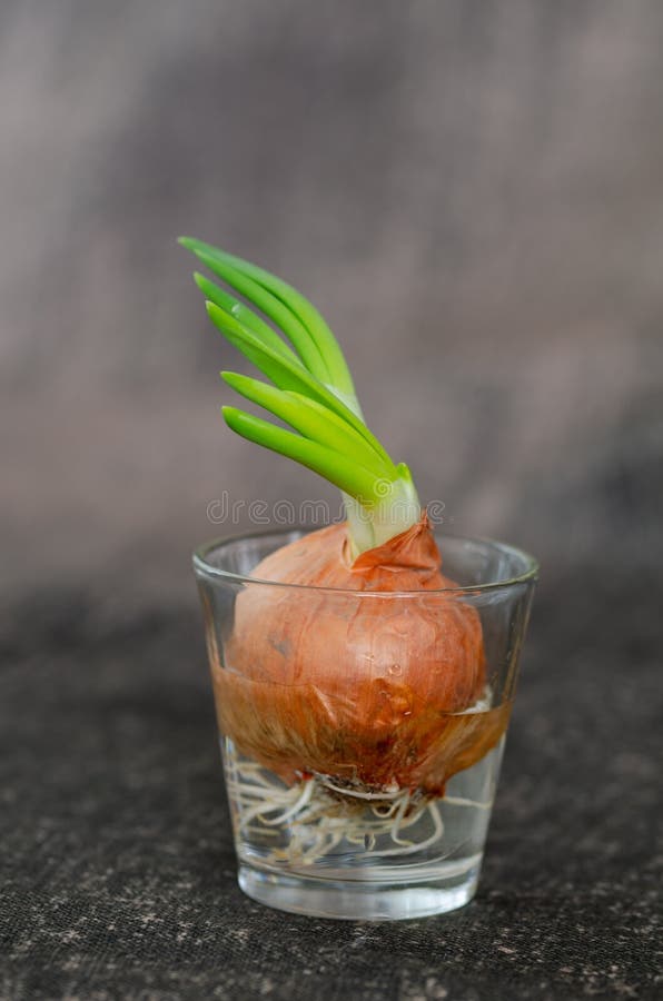 Germinating Onion In A Transparent Plastic Glass Growing On A Window