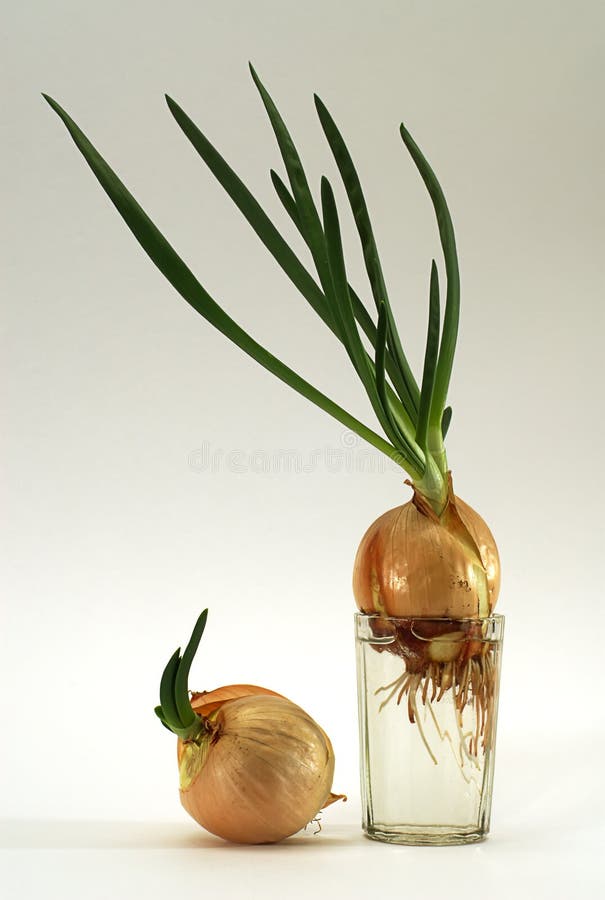 Onion in glass