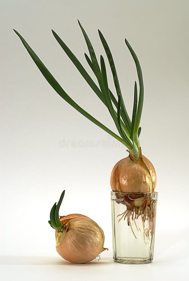 Onion in glass