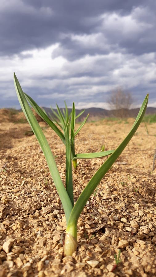 Onion Growing from Dry Soil Stock Image Image of onion, soil 113442473