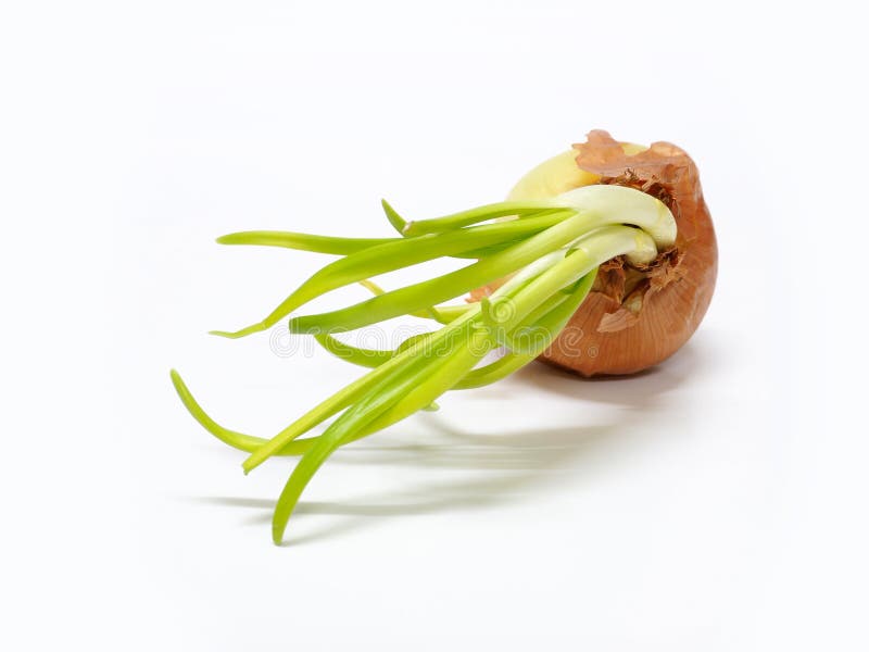 Yellow Onion With Green Shoots Stock Photo Image of autumn, roots
