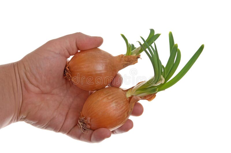 Onion in hand isolated on white