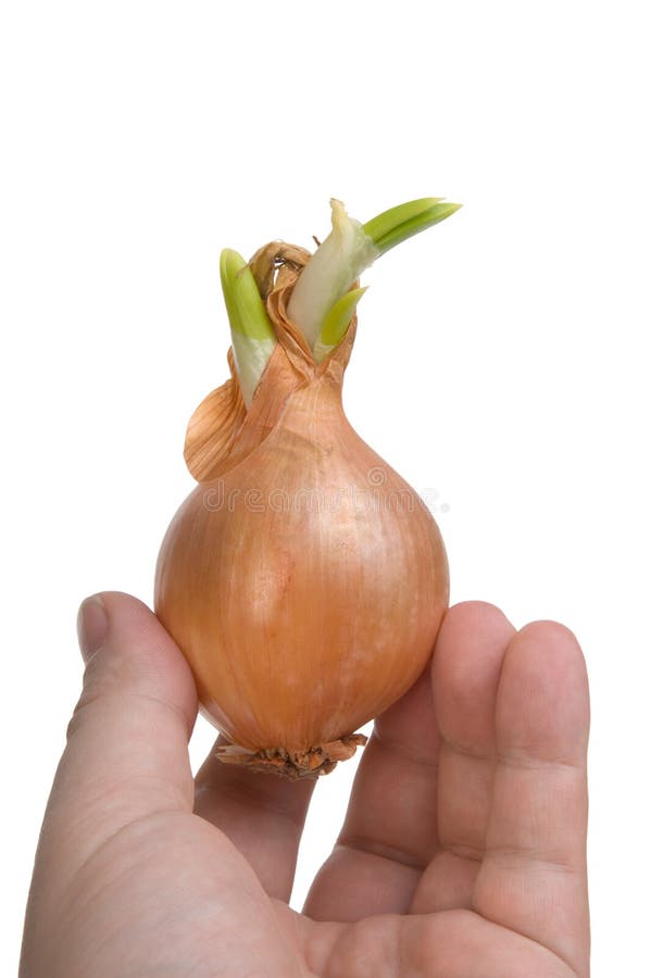 Onion in hand solated on white