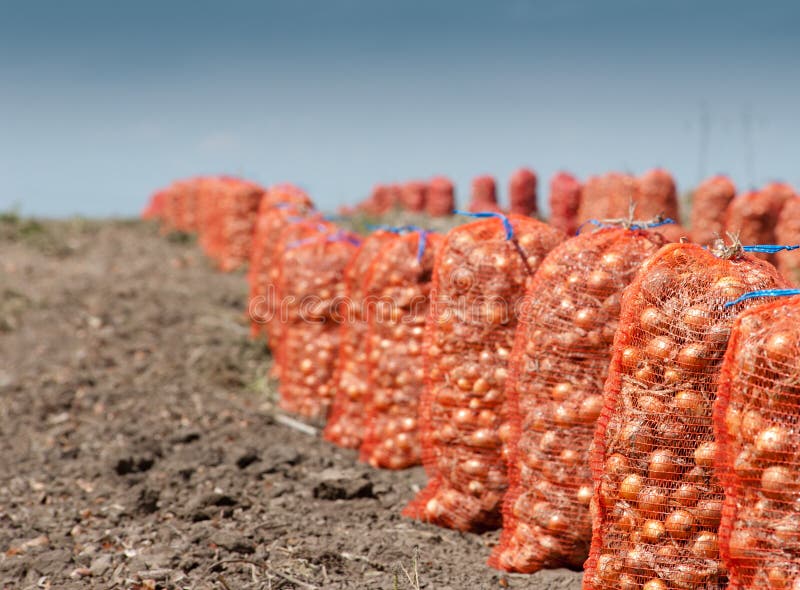 Onion harvest