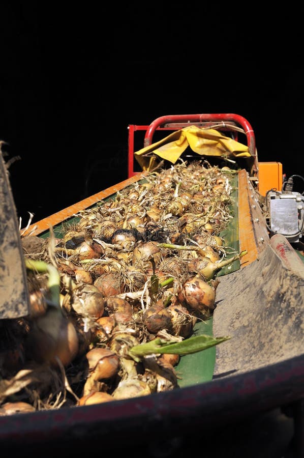Onion harvest stock photo. Image of summer, abstract 25429070