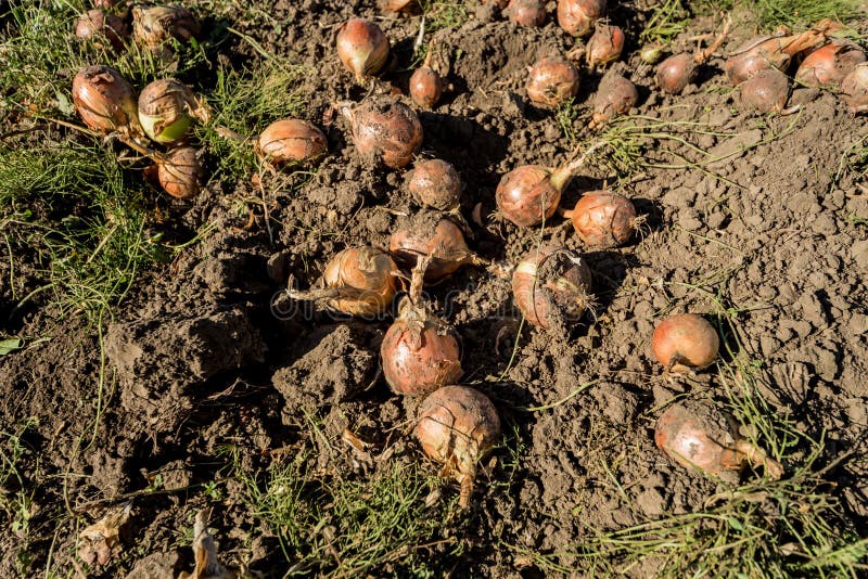 Onion after Harvest in at the Agricultural Field Stock Photo Image of