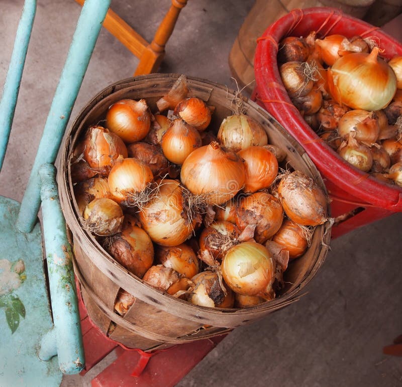 Onion Harvest In Bushel