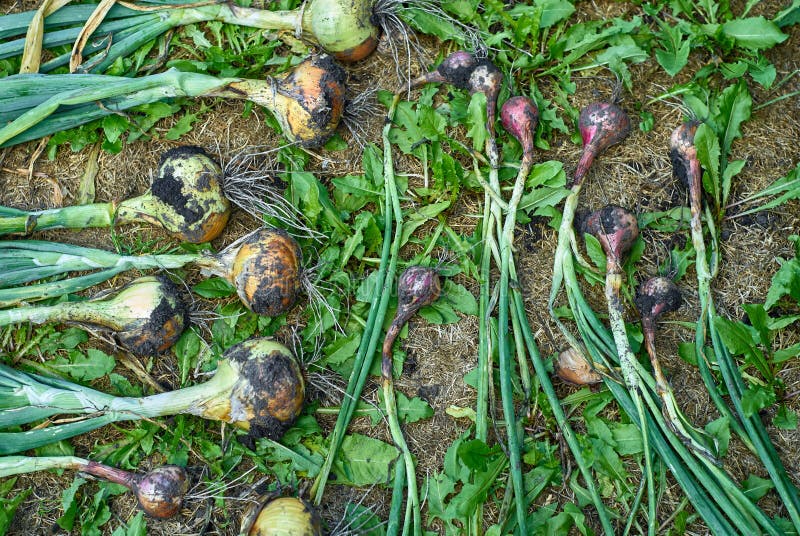Onion Harvest. Dug Bow Lying and Drying on Ground, Top View Stock Photo