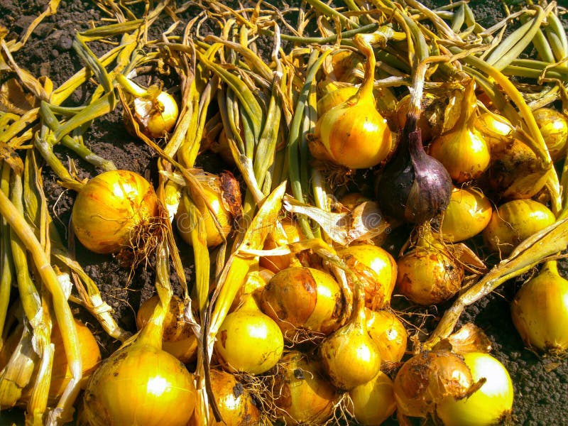 Onion harvest stock photo. Image of vegetable, pickup 47389044