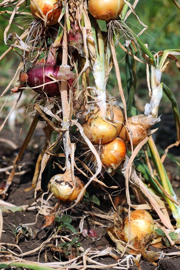 Vegetable onion Harvesting stock image. Image of dirt 19305635