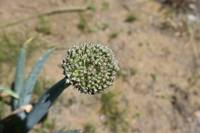 Onion head stock photo. Image of season, flowers, closeup 150737008
