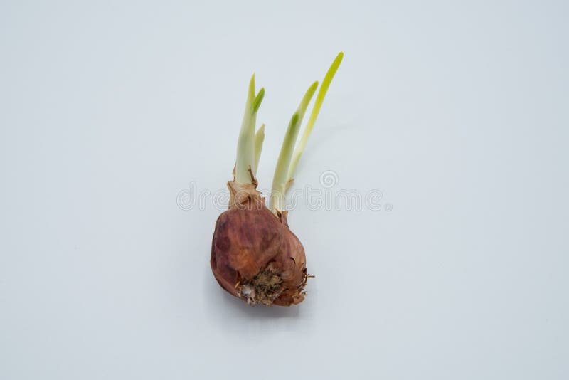 Onion Leaves Growing from the Head Stock Photo Image of food