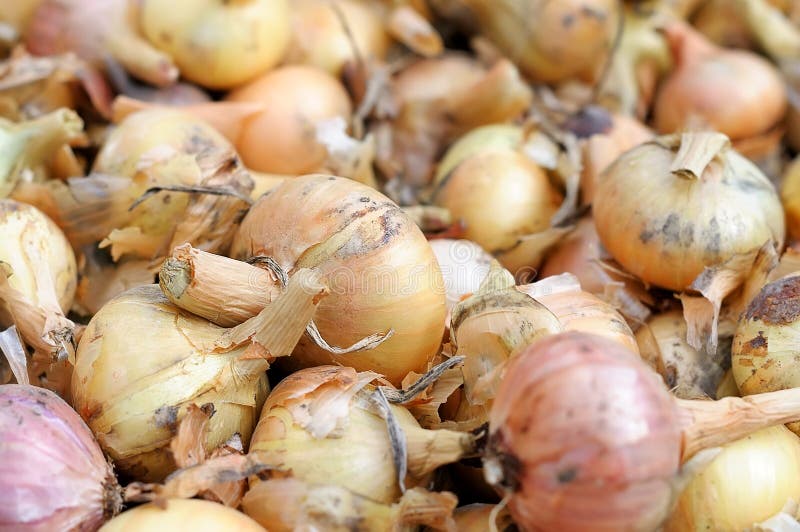 Onion and peel stock photo. Image of healthy, farming 22203094