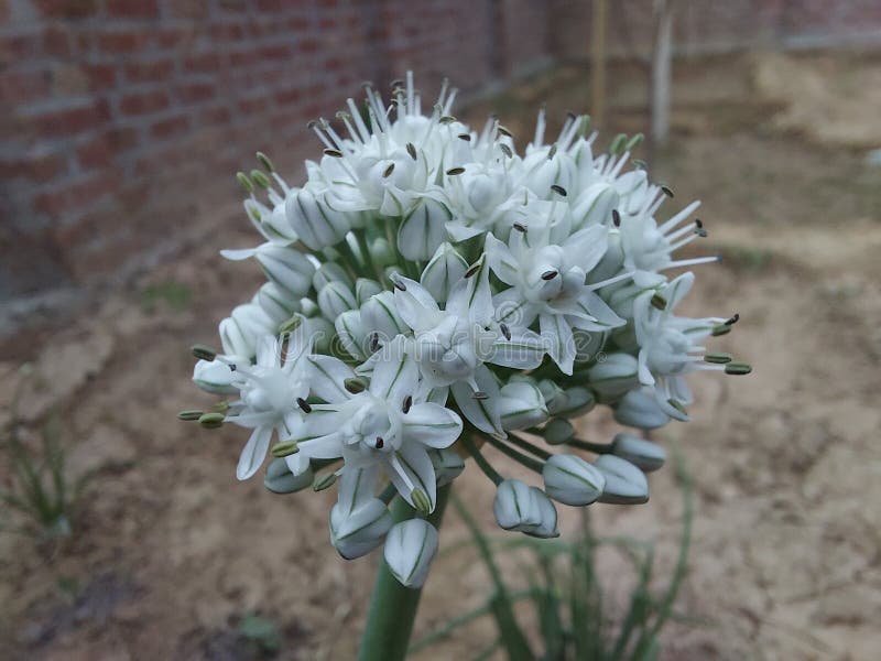 Onion Plant Flower with Seeds Stock Photo Image of garden, white 215362176