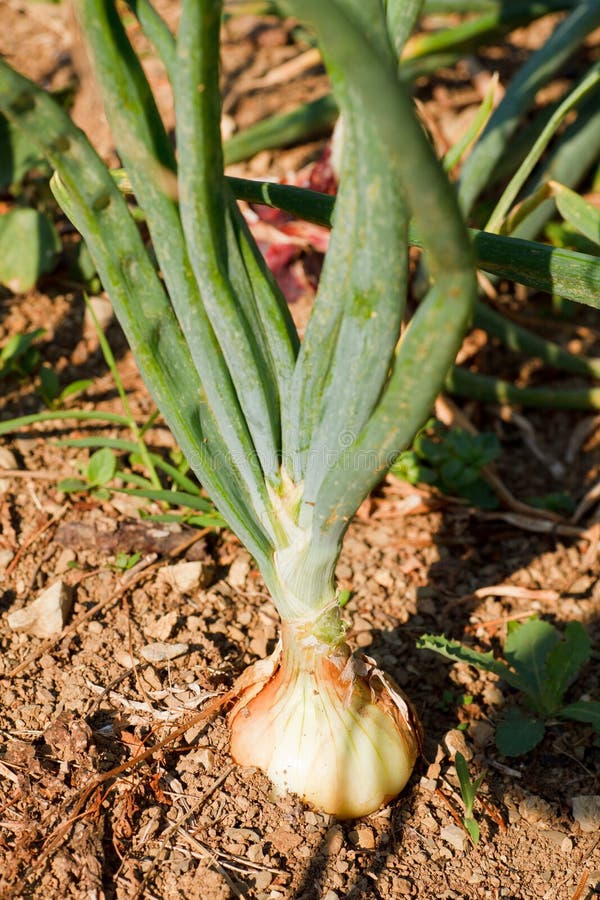 Onion plant in the ground stock photo. Image of agricolture 28457610