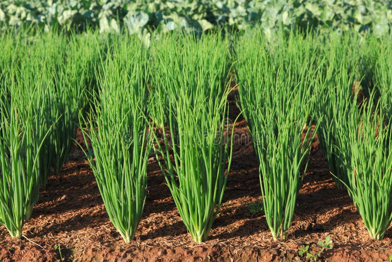 Onion plantation stock image. Image of field, grass, plantation 27696743