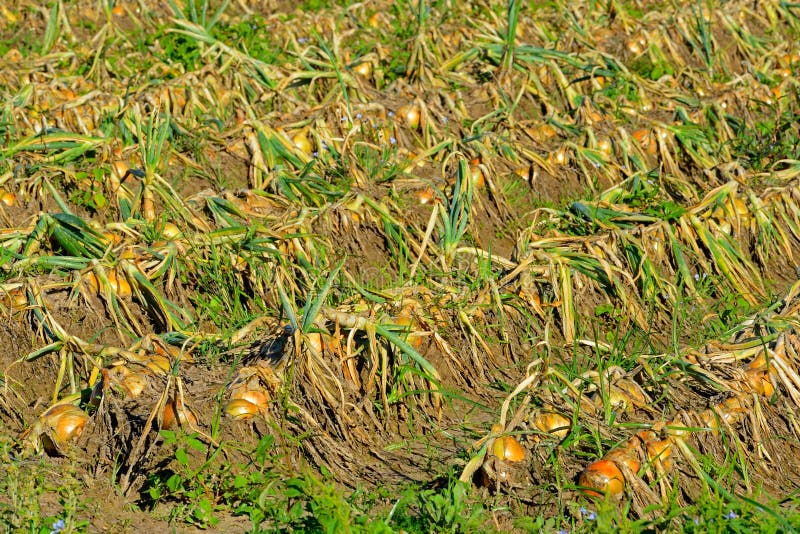 Onion plantation stock photo. Image of harvest, food 35466650