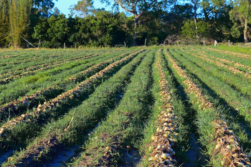 Onion plantation stock image. Image of harvest, plant 35466893
