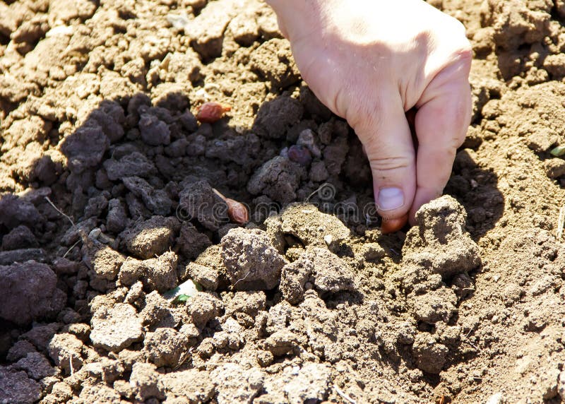 Onion Planting in Early Spring. Hands Plant a Young Onion Stock Image
