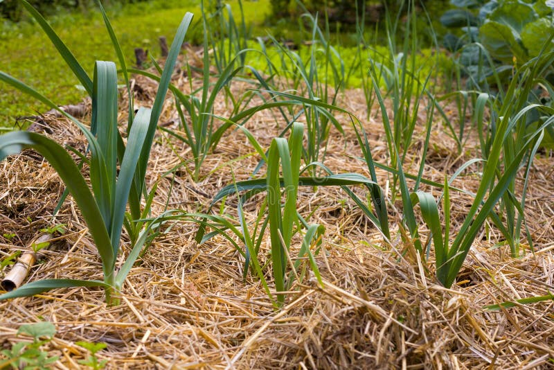 Onion plants in the ground covered with straw mulch