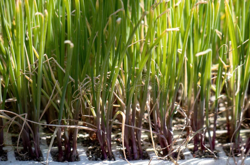 Onion Seedling Growing in Seedbed in Greenhouse Stock Image Image of