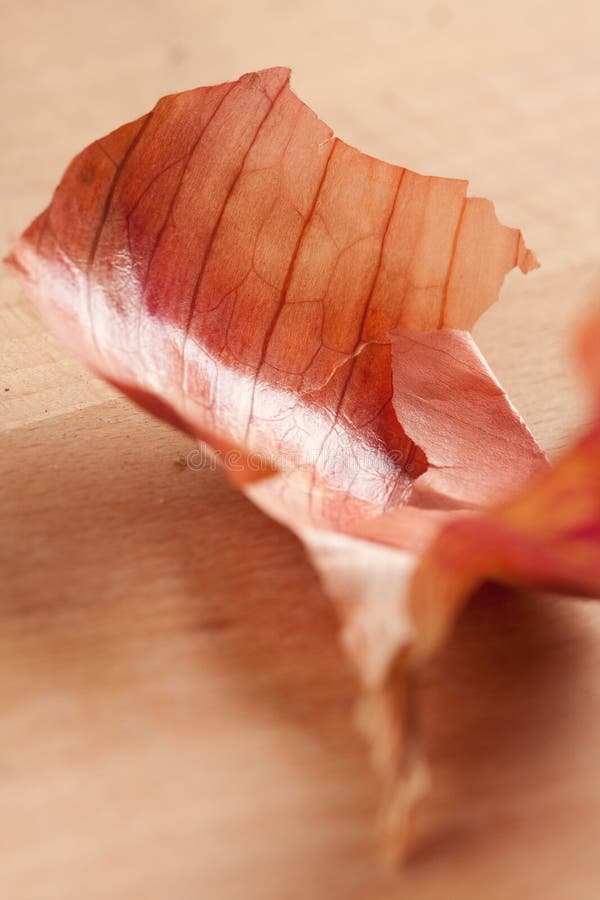 Onion skin stock image. Image of vertical, still, colour 23590989