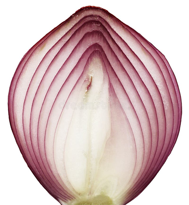 Onion Slice Stock Image Image 15681931