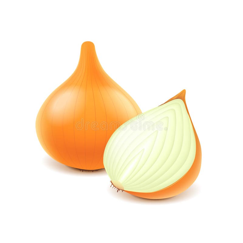 Onion and Slice on White Vector Stock Vector - Illustration of