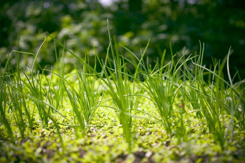 Onion sprouts