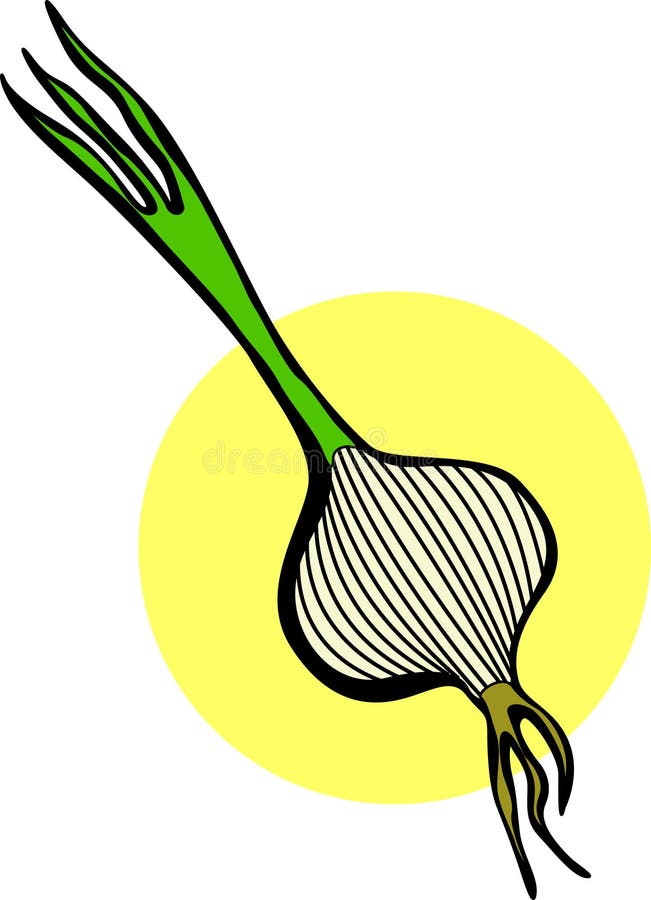 Onion vector illustration stock vector. Illustration of vector 6110119