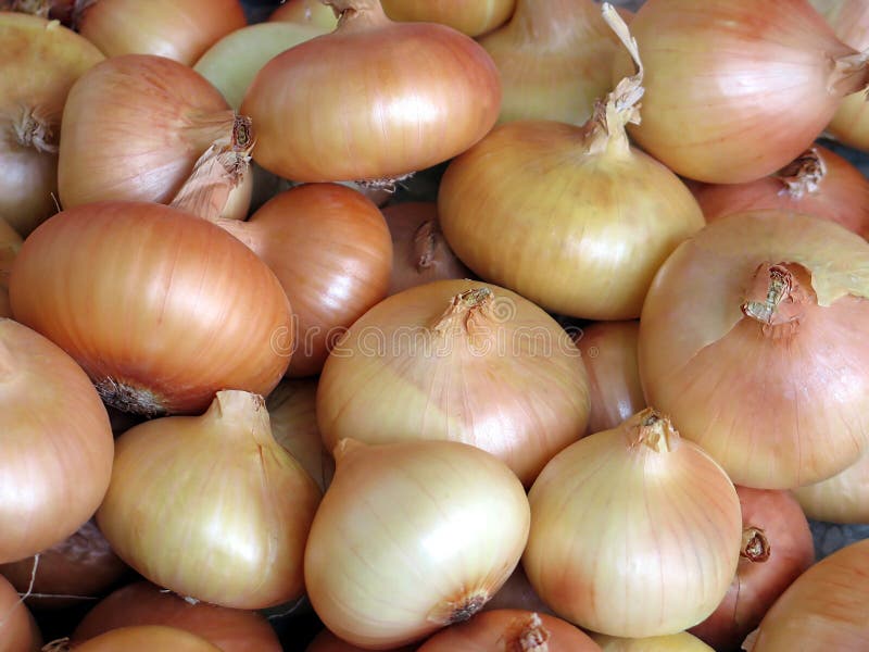 Top 25 is Onion A Vegetable Best Round Up Recipe Collections
