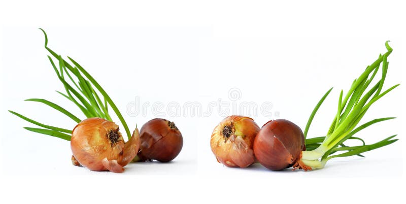 Onions_0014