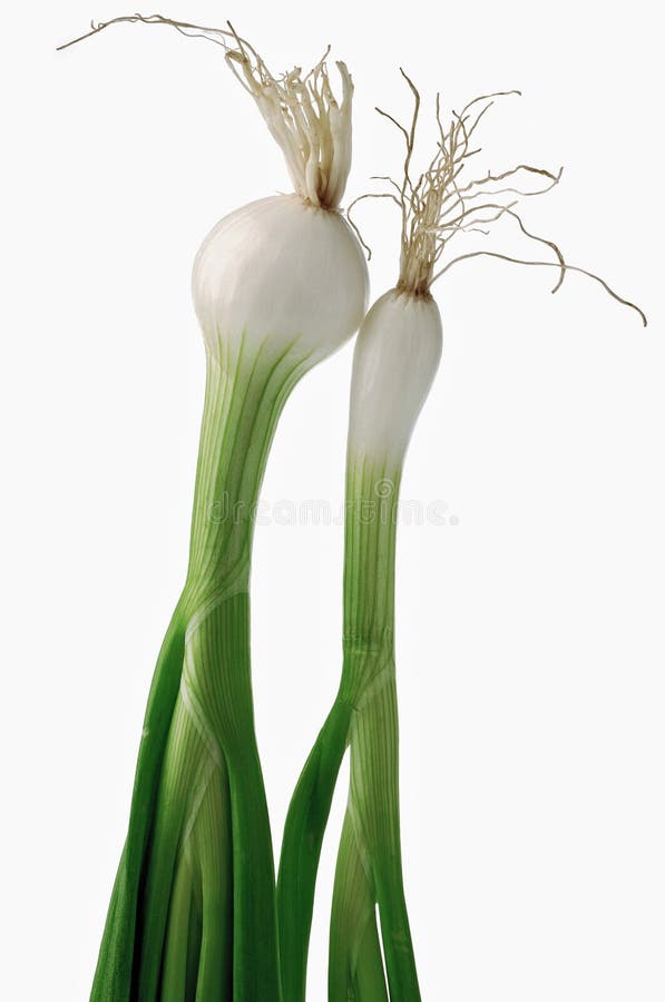 Onion stock photo. Image of disheveled, vegetable, cuisine 338716