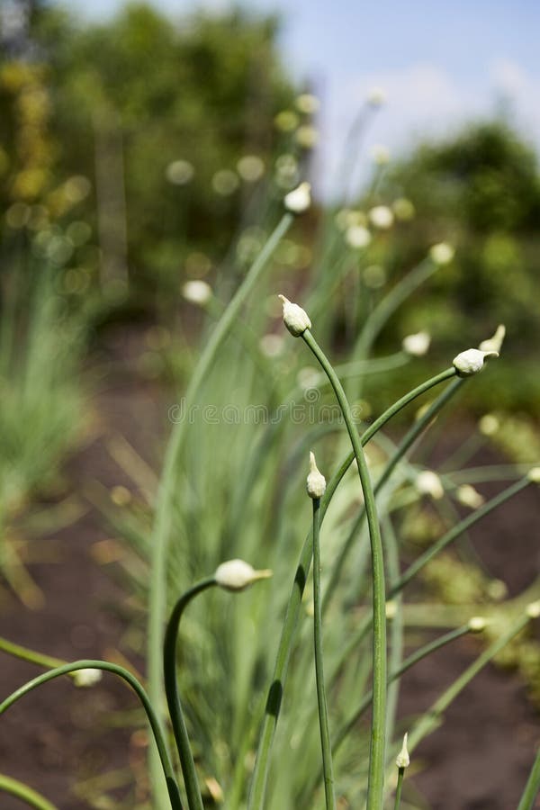 Onions with Bud on a Stalk of Plant Stock Image Image of flower