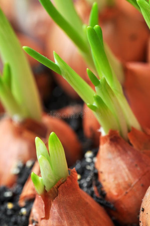 6,460 Chives Onions Stock Photos Free & RoyaltyFree Stock Photos