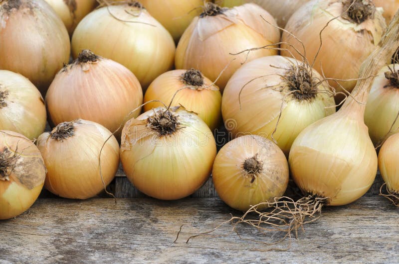 Onions Drying after Harvest Stock Image Image of spice, onion 28840769