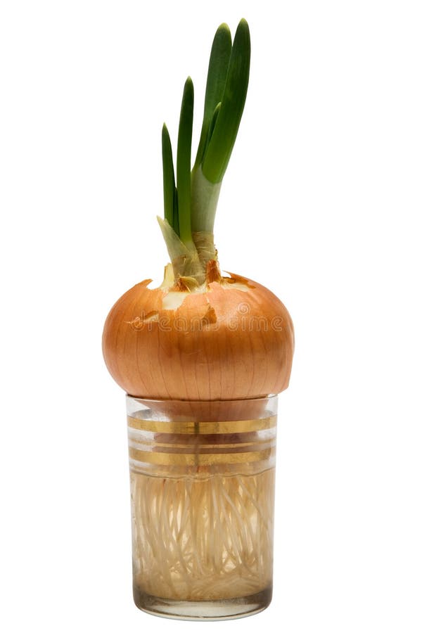 Onions in a glass stock photo. Image of healthy, isolated 4107836