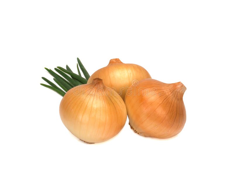 suspendere Ekspert grim 114 Sprouting Onions Isolated White Photos - Free & Royalty-Free Stock  Photos from Dreamstime